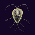 Giardia lamblia protozoan, the causative agent of giardiasis Royalty Free Stock Photo