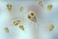 Giardia lamblia protozoan, the causative agent of giardiasis Royalty Free Stock Photo