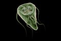 Giardia lamblia protozoan that causes giardiasis disease 3D rendering illustration Royalty Free Stock Photo