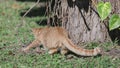 Gib ginger cat leaping and relax in backyard