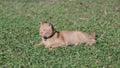 Gib ginger cat leaping and relax in backyard neutered male cat