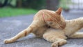 Gib ginger cat lying and relax in backyard