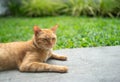 Gib ginger cat relax in backyard. (neutered male cat Royalty Free Stock Photo