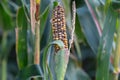 Gibberella zeae and Khuskia oryzae diseases attacks the corn cob
