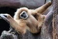 Gibbon Royalty Free Stock Photo