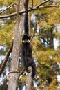 Gibbon Royalty Free Stock Photo