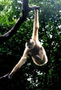 Gibbon