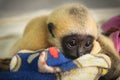 Gibbon