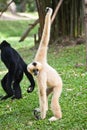 Gibbon Royalty Free Stock Photo