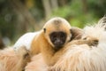 Gibbon baby Royalty Free Stock Photo