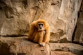 Monkey sitting and looking to camera Royalty Free Stock Photo