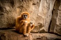 Monkey sitting and looking to camera Royalty Free Stock Photo