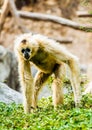 Gibbon in chiangmai Thailand Royalty Free Stock Photo