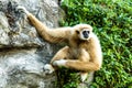 Gibbon in chiangmai zoo chiangmai Thailand Royalty Free Stock Photo
