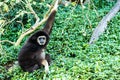 Gibbon in chiangmai zoo chiangmai Thailand Royalty Free Stock Photo