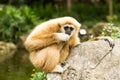 Gibbon in chiangmai zoo chiangmai Thailand