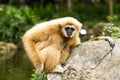 Gibbon in chiangmai zoo chiangmai Thailand