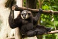 Gibbon in chiangmai zoo chiangmai Thailand