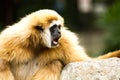 Gibbon in chiangmai zoo chiangmai Thailand