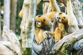 Gibbon in chiangmai zoo, chiangmai Thailand