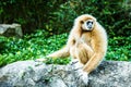 Gibbon in chiangmai zoo, chiangmai Thailand