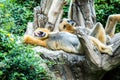 Gibbon in chiangmai zoo, chiangmai Thailand Royalty Free Stock Photo