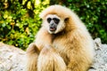 Gibbon in chiangmai zoo chiangmai Thailand. Royalty Free Stock Photo