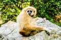 Gibbon in chiangmai zoo chiangmai Thailand. Royalty Free Stock Photo