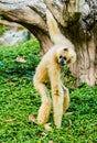 Gibbon in chiangmai zoo chiangmai Thailand. Royalty Free Stock Photo