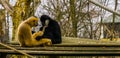 Gibbon father and mother with their new born infant, baby putting hand on father, monkey family portrait Royalty Free Stock Photo
