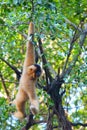 A white female gibbon is hanging on the tree in the zoo Royalty Free Stock Photo