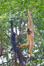 A female gibbon with its baby gibbon hanging on the tree Royalty Free Stock Photo