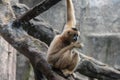 Food-Gibbon-Hylobatidae