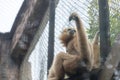 Gibbon-Hylobatidae