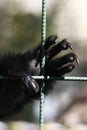 Gibbon hand Royalty Free Stock Photo