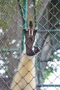 gibbon hand on the cage Royalty Free Stock Photo