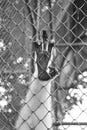 gibbon hand on the cage Royalty Free Stock Photo