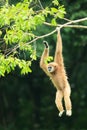 A gibbon hanging on the branch Royalty Free Stock Photo