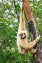 Gibbon (Hylobates lar)