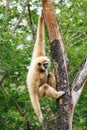 Gibbon (Hylobates lar) climb tree in forest ,Chiangrai ,Thailand