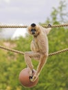A Gibbon, Hylobates, Sits on a Rope Royalty Free Stock Photo