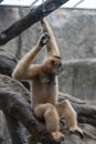 Gibbon-Hylobatidae