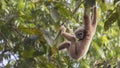 Lar Gibbon Hanging Down From Tree