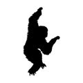 Gibbon Hylobatidae Silhouette Found In Map Of Asia Royalty Free Stock Photo