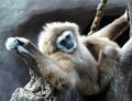 Gibbon lar