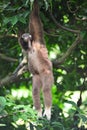 Gibbon or lesser apes