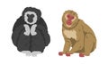 Gibbon and Macaque Monkey as Herbivorous Ape in Sitting Pose Vector Set