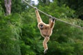 Gibbon monkey Royalty Free Stock Photo