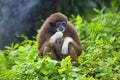 Gibbon monkey