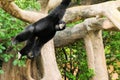 Gibbon monkey Royalty Free Stock Photo